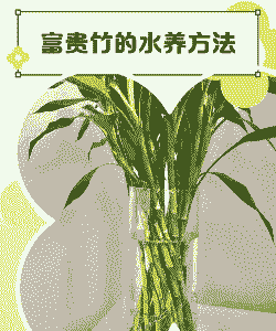 富贵竹的水养殖方法