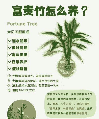 富贵竹如何水养
