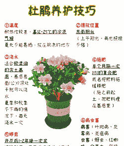 杜鹃花的养殖方法和注意事项 盆栽