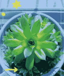 观音莲多少钱一盆