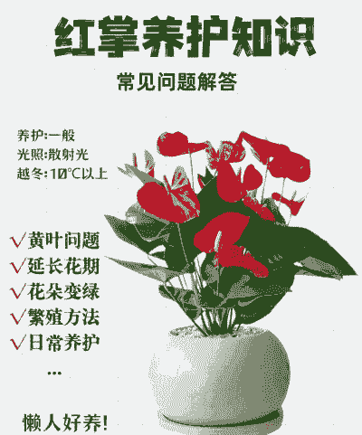 红掌的养殖方法和注意事项