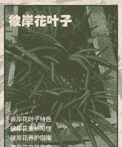 彼岸花的叶子长什么样