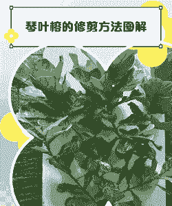 琴叶榕如何修剪