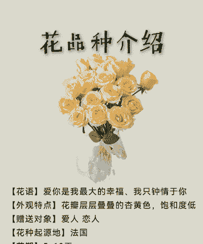 香槟玫瑰的花语是什么