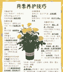 月季花的养殖方法