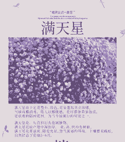 满天星的花语和寓意