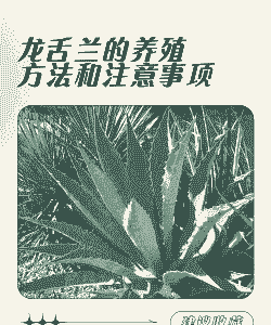 龙舌兰的养殖方法和注意事项