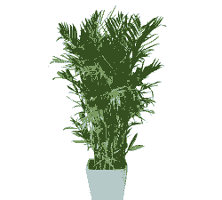 竹子喜阴还是喜阳