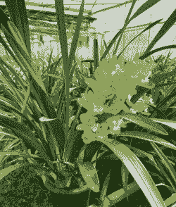 大花蕙兰的养殖方法