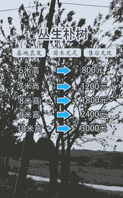 朴树多少钱一棵