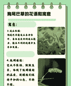 狗尾巴草的花语