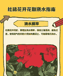 杜鹃花如何浇水