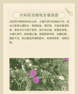 太阳花烂根是什么原因