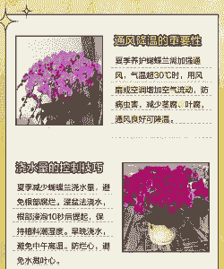 兰花夏季的养殖方法和注意事项 盆栽