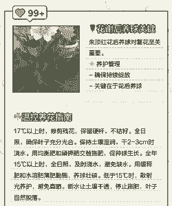 朱顶红花谢后怎么养护