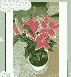 百合喜阴还是喜阳?