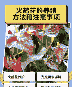 火鹤的养殖方法