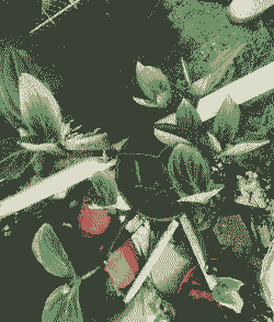 宝莲灯花谢了怎么才能长新芽