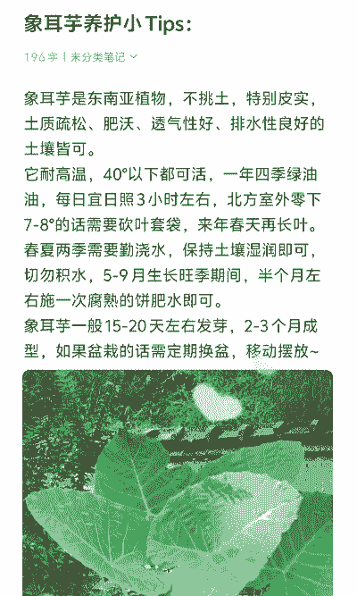 象耳芋的养殖方法和注意事项