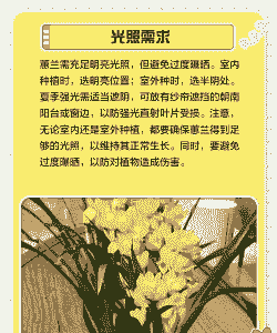 惠兰花怎么养殖方法