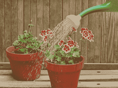 什么水浇花最好