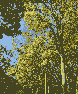 秋天适合种什么树