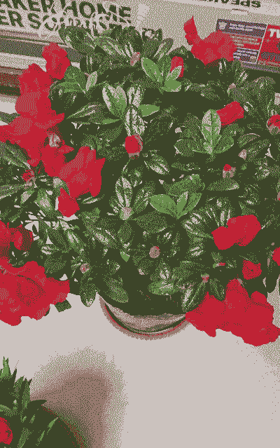 杜鹃花多少钱一盆