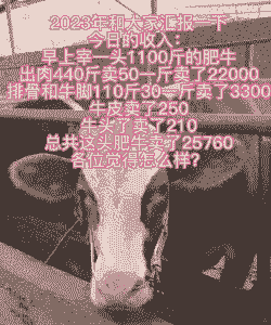 一头牛大概多少斤