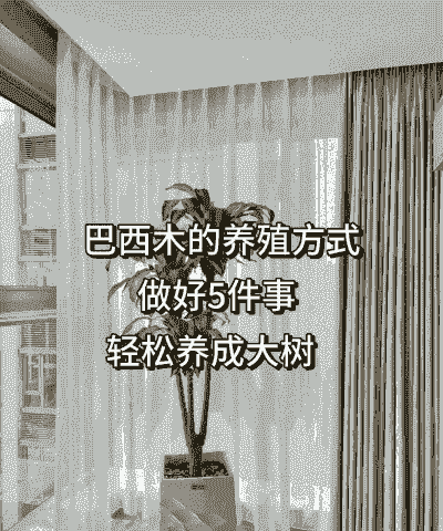 巴西木怎么种植方法