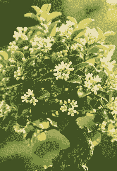 九里香花能驱蚊吗