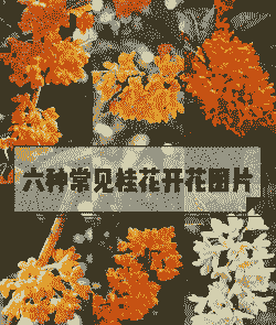 桂花颜色,形状,香味有什么特点