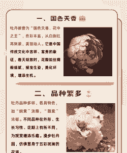 各种花代表的意义,性格,品质