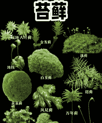 藻类植物,苔藓植物和蕨类植物的繁殖方式