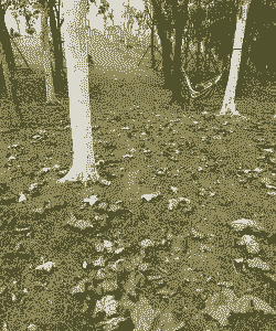 秋天什么树叶会落下来