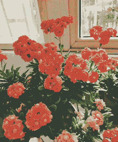 长寿花适合什么阳台