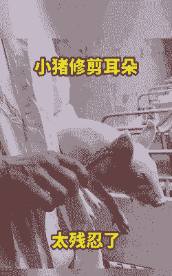 猪为什么剪耳