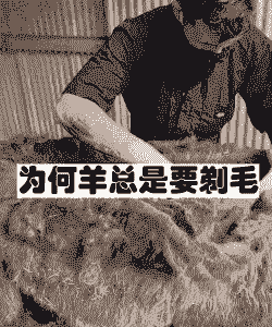 羊为什么要剪毛