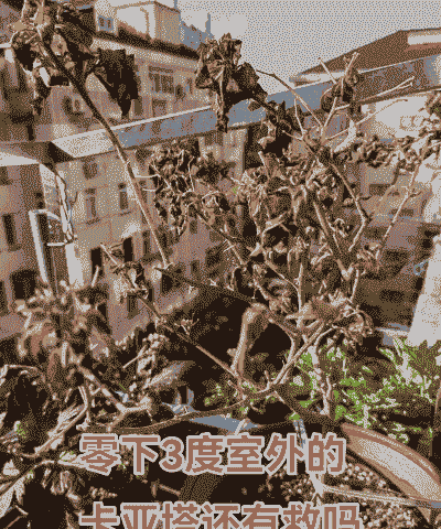 三角梅被冻了还能活吗