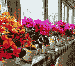 春节阳台种什么花