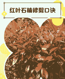 红叶石楠怎么修剪才能密