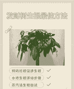 如何让发财树生根