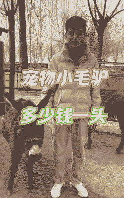 小毛驴多少钱