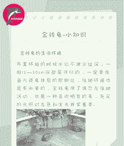 怎么养金钱龟