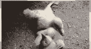 鸭子为什么瘫了