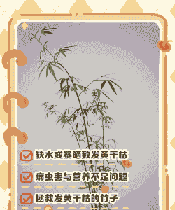 竹子叶子枯萎什么原因