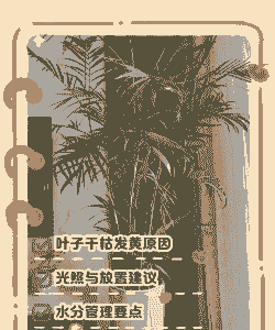 竹子没有叶子怎么办