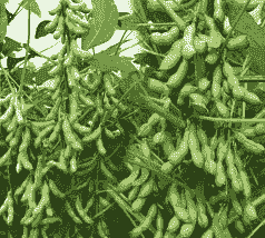 蚕豆皮怎么养花