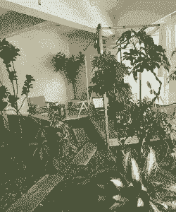 室内养花地面设计