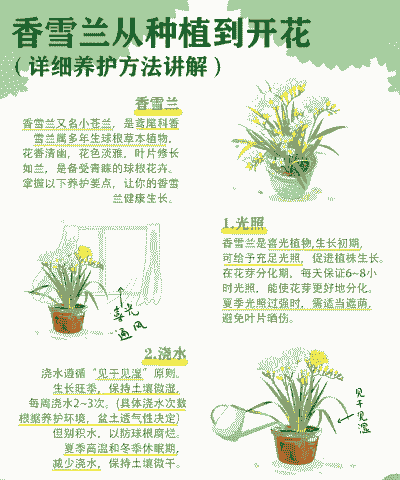 实用养花技巧指南