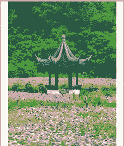 老人养花成景点